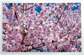 MP010839, TFT ЖК-дисплей, 12.1 ", 1280 x 800 Pixels, XGA, Ландшафтный, RGB, 12V